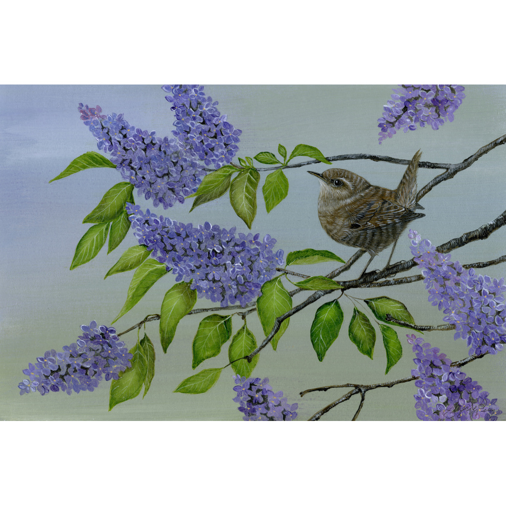 garden-birds-wren-spart-387-14x10_1065114518