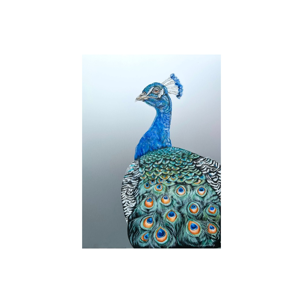 peacock_on_aluminium