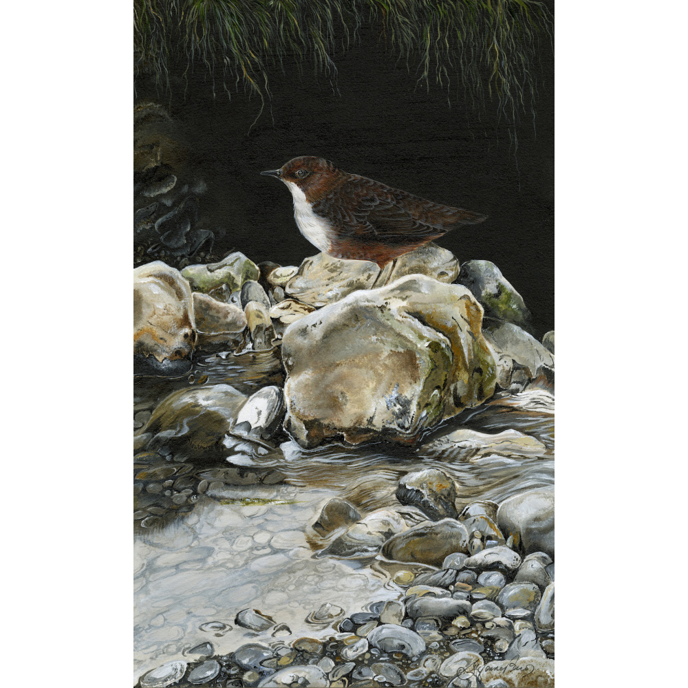 water-and-coastal-birds-paintings-dipper-suzanne-perry-art-269