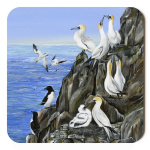 water-and-coastal-company-of-gannets-sp-art-421_orchard_coaster_sized_copy