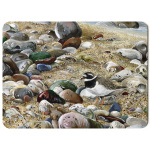 water-and-coastal-ringed-plover-spart-422_placemat_sized_copy_ringed_plover_1134309020